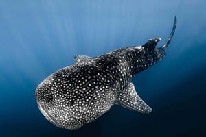 コナ：少人数グループで海洋サファリ（水中ビデオ撮影付き）をお楽しみください