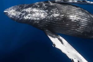 Kona: excursión en grupo reducido para avistar ballenas