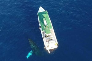 Lahaina : croisière d'observation de baleines à bosse