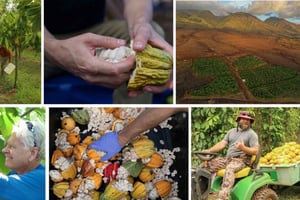 Lahaina: Maui Ku'ia Estate Guidet Cacao Farm Tour & Tasting