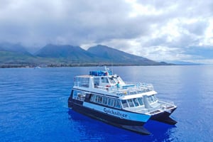 Ma'alaea Harbor: Whale Watching Tour Aboard Power Catamaran