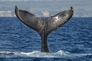 Maui: Navegación de lujo con avistamiento de ballenas y almuerzo desde el puerto de Ma`alaea