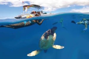 Maui Eco Raft: snorkling med skilpadder og hvalsafari (halvprivat)
