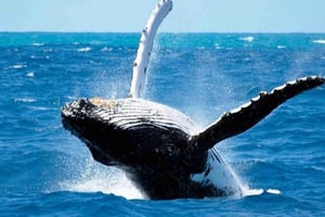 Maui: Molokini Snorkel and Whale Watching Tour - 2,5 godziny