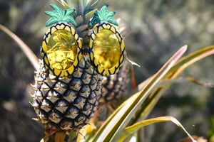 Hali'imaile: tour della piantagione di ananas