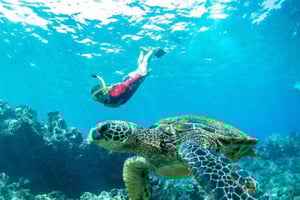 Maui: 5-godzinne nurkowanie z rurką na plaży Kaanapali z lunchem z grilla i otwartym barem