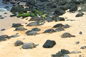 Maui : Visite privée à mi-chemin de Hana