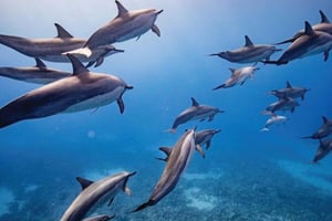 Maui: Excursión semiprivada Eco-Raft Lanai de snorkel y delfines