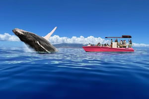 Maui: episches Whale Watching in kleiner Gruppe