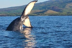 Maui: Whale Watching Tour - 1,5 tuntia.