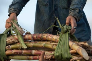 Oahu: Grass to Glass Distillery Tour and Tasting