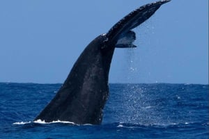 Oahu: Utflykt med knölvalskådning