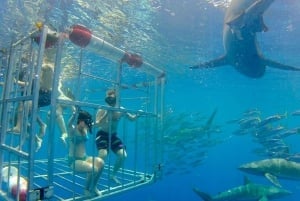 Oahu - Dyk i hajbur Dyk i hajbur på norra kusten