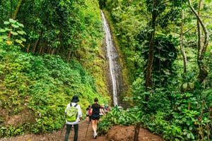 Oahu : Randonnée aux chutes d'eau de Manoa Falls avec déjeuner et transferts