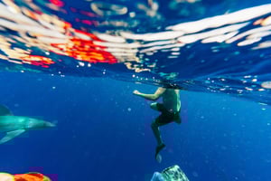 Oahu: North Shore Cageless Shark Snorkeling Tour: North Shore Cageless Shark Snorkeling Tour