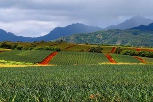 Oahu: North Shore Dole Pineapple Farm Tour