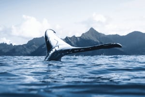 Oahu: tour privado de avistamiento de ballenas (6 pasajeros máx.)