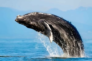 Oʻahu: Small-Group Whale Watching Sail with Local Crew