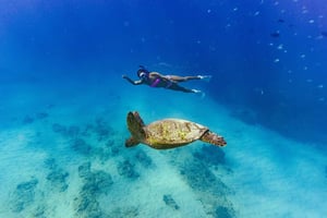 Oahu: Waikiki Turtle Snorkeling Adventure