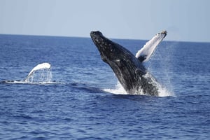 Oahu: Waikiki Whale Watching Tour-Donut and Coffee Included