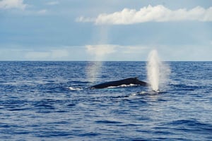 Oahu : Croisière d'observation des baleines au départ de Waikiki