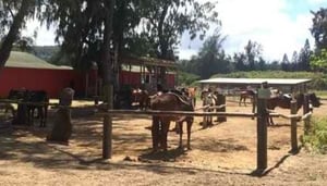 Turtle Bay Resort Horse Riding