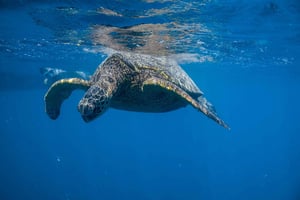 من وايكيكي: جولة الغوص السطحي في تورتل كانيون