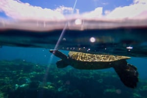 Turtle Town: snorkelen en kajakken (8.00-11.00 uur)