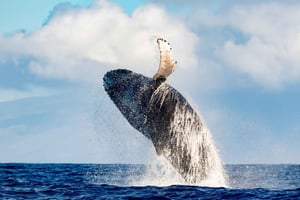 Waikiki: Whale Watching Tour