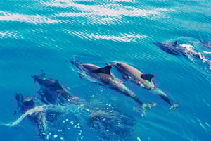 Västra O'ahu: Sjöar med delfiner: Katamarankryssning