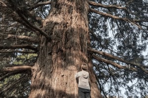 Hong Kong: Experiência Guiada de Terapia Florestal