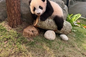 Hong Kong: Ocean Park Panda Visit Entry Ticket with Transfer