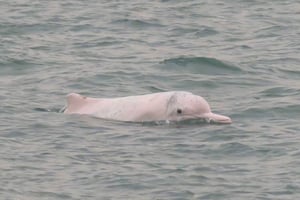 Isla de Lantau: avistamiento de delfines rosados desde Hong Kong