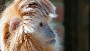 Owl and Monkey Haven