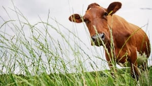 The Real Island Food Company