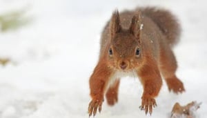 Wight Wildlife Photography