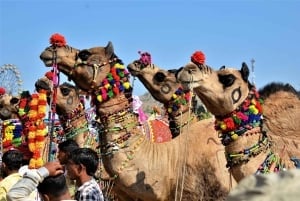 10 dage i Rajasthan og Den Gyldne Trekant med tigersafari