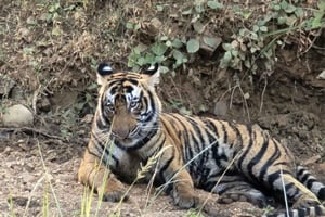 5 Days Golden Triangle Tour with Ranthambore Tiger Safari