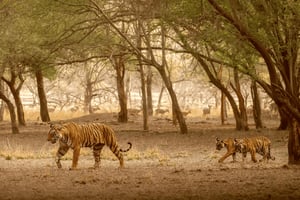 7-dagers Gulltrekant-tur med Ranthambhore Tiger Safari