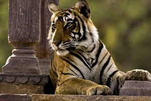 8 dias de TRIÂNGULO DOURADO COM SAFARI DE VIDA SELVAGEM EM RANTHAMBORE