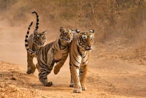 Viagem de vários dias ao Triângulo Dourado de Deli-Agra-Jaipur com safári