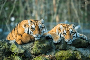 Au départ de Delhi : 5 jours dans le Triangle d'Or et safari des tigres de Ranthambore