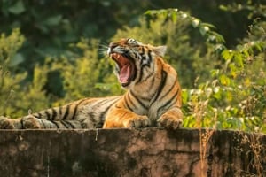 Fra Delhi: 6-dagers Golden Triangle-tur med Ranthambore