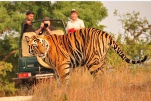 Vanuit Delhi: 6-daagse Gouden Driehoek-tour met Ranthambore
