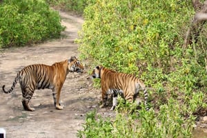 Da Delhi: tour di 3 giorni a Delhi Ranthambore