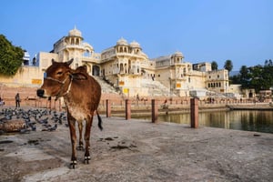 Fra Delhi: Privat dagstur til Jaipur med guide