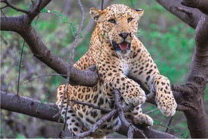 Fra Delhi: Jhalana leopard-safari med byrundtur i Jaipur