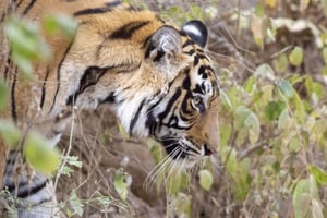 From Jaipur: 1 Night 2 Days Ranthambore Tiger Safari Tour