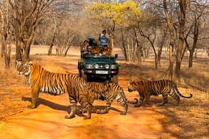 Fra Jaipur: 2 dage 1-dags guidet tur i Ranthambore Tiger Safari