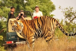 Fra Jaipur: Privat tur til Ranthambore Park med tigersafari